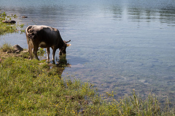 Kuh am trinken am See