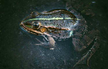 Fototapeta premium Frog in the water