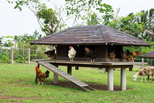 wild chicken in a chicken coop