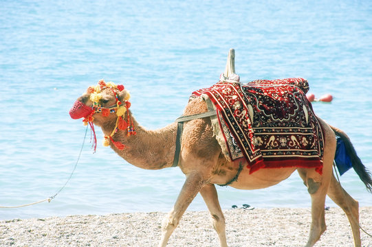 Camel walking on the beach sand