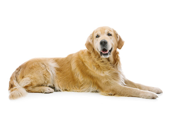 Labrador dog