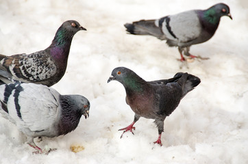 Colored pigeons eating in the snow