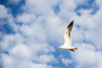 Seagull flying to the left on a blue sky with white clouds