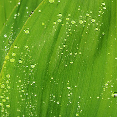 Green leaves of a lily the valley