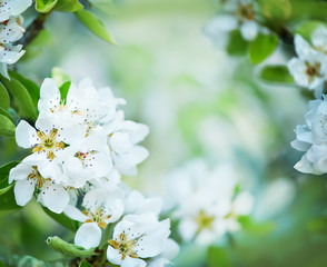 spring blossom