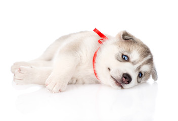 happy Siberian Husky puppy. isolated on white background