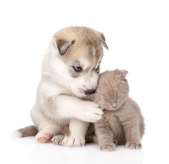 Naklejka premium scottish kitten and Siberian Husky puppy together. isolated on