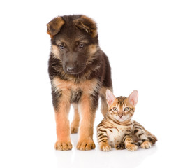 german shepherd puppy and bengal kitten together. isolated on wh