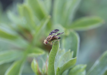 Маленькая муха с пёстрыми крыльями.