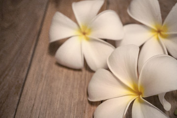 frangipani (plumeria) on the old wall on mulberry paper texture
