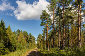 Fototapeta na wymiar road in a sunny forest