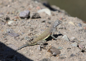A Greater Earless Lizard (Cophosaurus texanus), shot Tuscon, Arizona, United States of America.