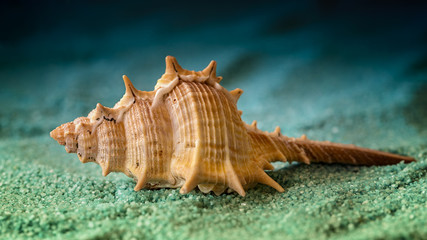 macro shell on blue sand