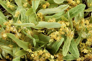 Eastern Europe Linden Tree Leafs Blossom And Fruits Isolated