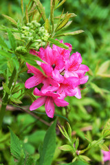 Fototapeta premium Pink rhododendron shot from close range