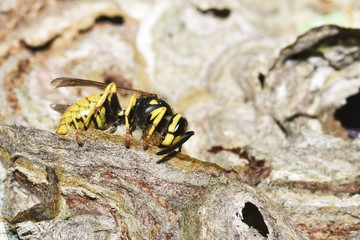  Deutsche Wespe (Vespula germanica) beim Nestbau