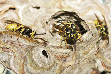  Deutsche Wespe (Vespula germanica) beim Nestbau