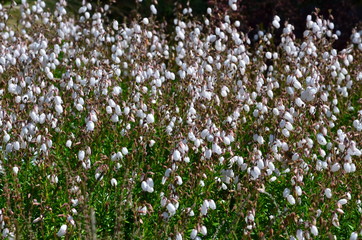 Irische Glockenheide blüht weiß