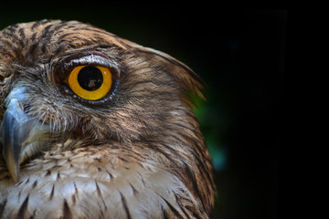 Owls are the order Strigiformes, constituting 200 extant bird of prey species. Most are solitary and nocturnal