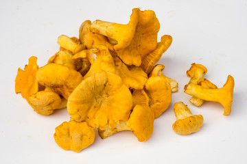 Yellow chanterelle isolated on white background