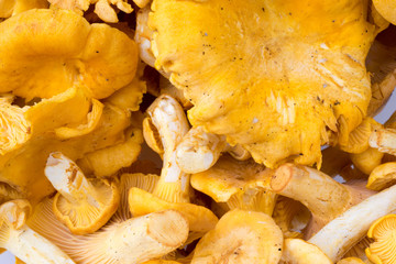 A pile of orange chanterelles