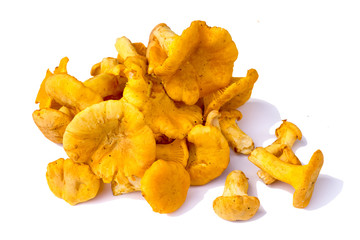 Yellow chanterelle isolated on white background