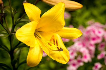 yellow asiatic lily in flower garden