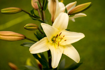 yellow asiatic lily in flower garden