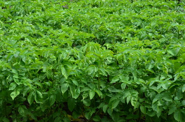 Obraz premium Kartoffelpflanzen