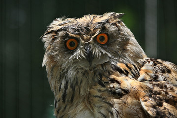 Western Siberian eagle owl (Bubo bubo sibiricus).
