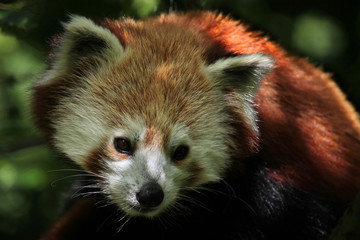 Western red panda (Ailurus fulgens fulgens).