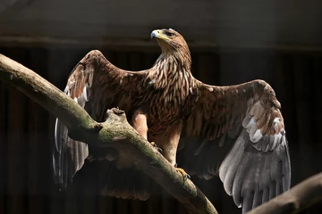 Velvet curtains Eagle Eastern imperial eagle (Aquila heliaca).