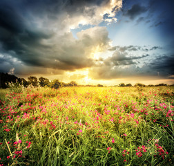 Field with red flowers