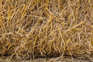Texture of dry straw on the floor