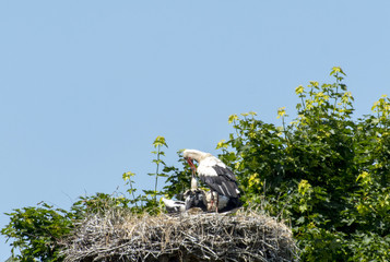 stork with small