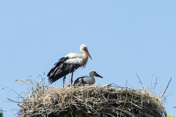 stork with small