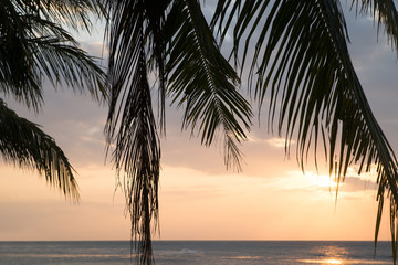 Fototapeta na wymiar Beautiful view of sunset on the beach. Palm in a sunlight.