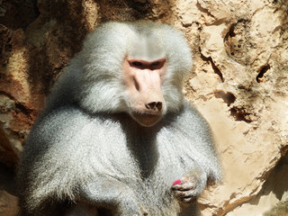 baboon with a flower