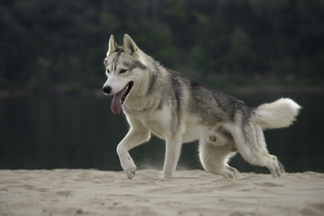 Husky,