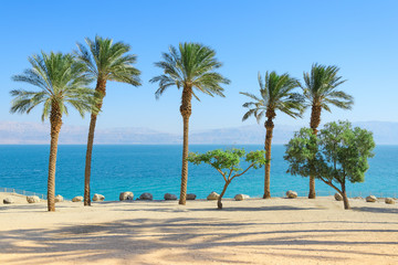 Scenery of Dead Sea with palm trees on sunshine coast
