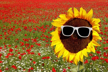 Fototapeta premium Sonnenblumen Kopf frei mit Sonnenbrille, Freisteller