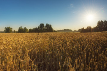 Landscape of wheat field over sunrise