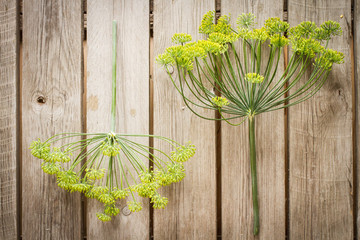 green flowering dill on a wooden table.