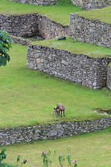 Machu Picchu Stonework