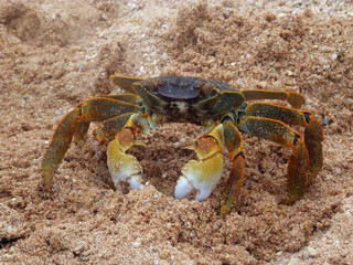 Crab on the beach