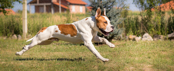 American staffordshire terrier dog in run
