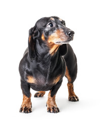 Fototapeta premium Close-up of Dachshund isolated on white background