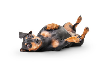 Obraz premium Close-up of Dachshund on white background