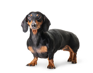 Close-up of Dachshund isolated on white background