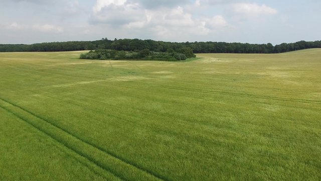 Aerial view of scandinavian cornfields